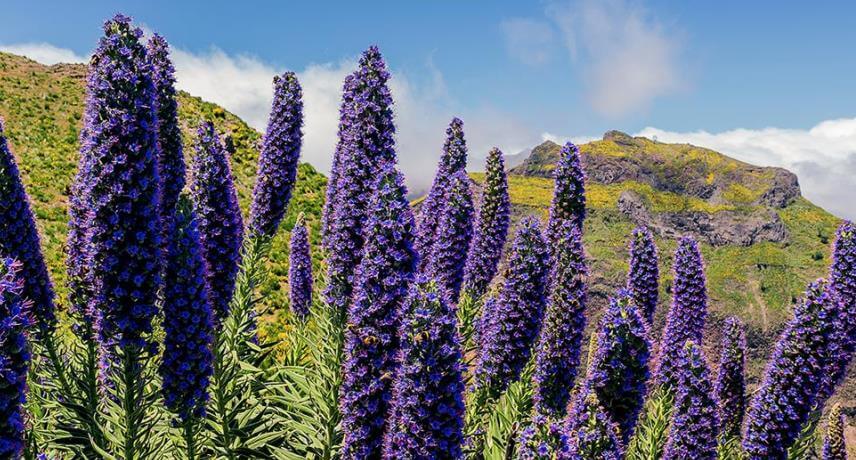 Flora and Fauna tours in Madeira - Echium candicans